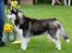 Siberian husky Diva
