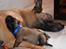 Malinois IGP3 Czhaplin Codi-Fin - over regnbuen