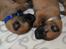 Malinois IGP3 Czhaplin Codi-Fin - over regnbuen