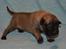 Malinois IGP3 Czhaplin Codi-Fin - over regnbuen
