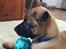 Malinois IGP3 Czhaplin Codi-Fin - over regnbuen
