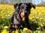 Beauceron Jesse