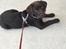 Labrador retriever Emma