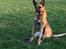 Malinois Jenos Nitro