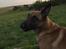 Malinois Jenos Nitro