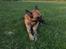 Malinois Jenos Nitro