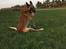 Malinois Jenos Nitro