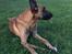 Malinois Jenos Nitro