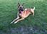 Malinois Jenos Nitro