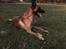 Malinois Jenos Nitro