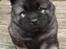 Eurasier Conrad - Conrad 6 uger