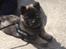 Eurasier Conrad - Conrad 9 uger
