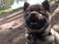 Eurasier Conrad - Conrad 11 uger. Nyder en tur i skoven med ænder og svaner. 