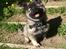 Eurasier Conrad - En smilende Conrad 11 uger. 