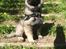 Eurasier Conrad - Conrad 11 uger. Efter en dejlig gåtur i skoven :-)