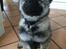 Eurasier Conrad - Conrad 12 uger. Store dreng, han vokser jo som skidt :-)