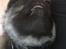 Eurasier Conrad - Conrad, smuk fyr 9 uger :-) Flot gebis!