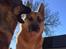 Schæferhund Lemmy - Lemmy, 4 år, og Gabby