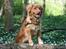 Nova scotia duck tolling retriever Mika "Himmelhund" 
