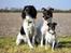 Engelsk springer spaniel Liva