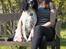 Engelsk springer spaniel Liva