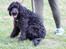 Blanding af racer (Doodle F2) Louis - 7,5 mdr og smuk og dejlig <3