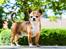Chihuahua CH. Gorchi Dasher "Dexter" - Juni 2016