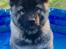 Eurasier Conrad - Dejligt at blive kølet ned i sin helt egen private pool :-)