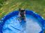 Eurasier Conrad - Nyder sin første tur i privat pool :-)