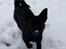 Blanding af racer Pomeranian, Chihuahua Shellie