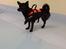 Blanding af racer Pomeranian, Chihuahua Shellie