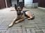 Schæferhund Thor - 7 mdr
