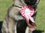 Eurasier Conrad - International udstilling i Vejen 2016 - Vandt Bedse baby i racen.