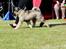 Eurasier Conrad - International udstilling i Vejen 2016 - Vandt Bedse baby i racen.
