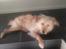 Blanding af racer Chili R.I.P