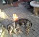 Catahoula leopard dog Basti