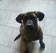 Dogo canario Rash Fuego Bull Volcanes Big Fighter (Arya)
