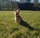 Yorkshire terrier Bayley Faber