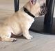 Fransk bulldog Chester