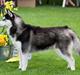 Siberian husky Diva
