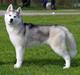 Siberian husky Girl's Talk Star'n Nordica (Penny)