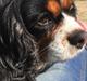 Cavalier king charles spaniel Candy