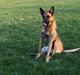 Malinois Jenos Nitro