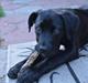 Cane corso Lilith 