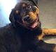 Rottweiler Chili