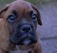 Boxer Bølle