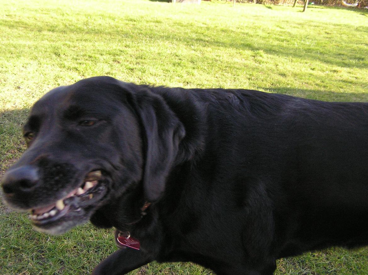 Labrador retriever Kala  billede 6