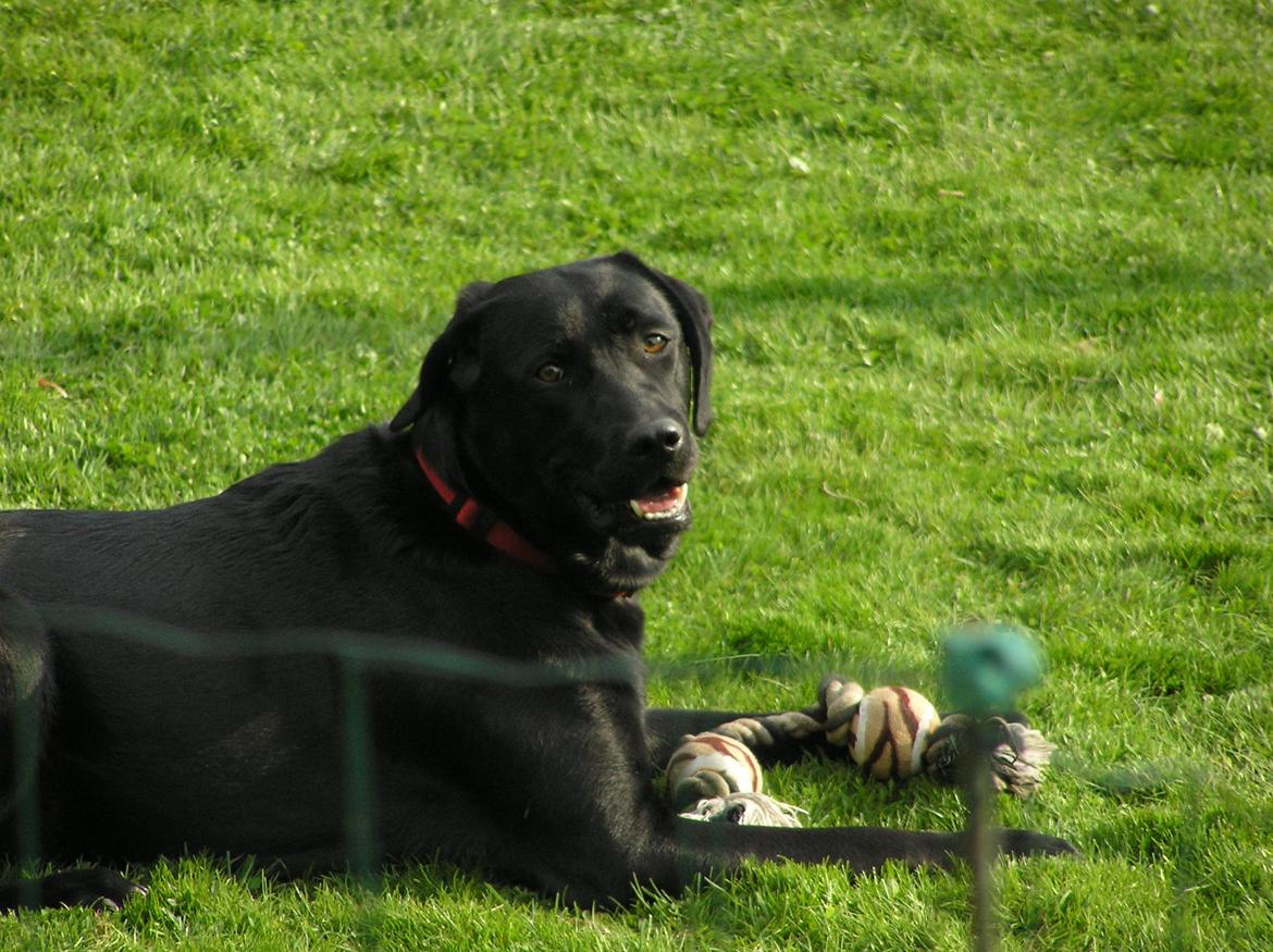 Labrador retriever Kala  billede 7