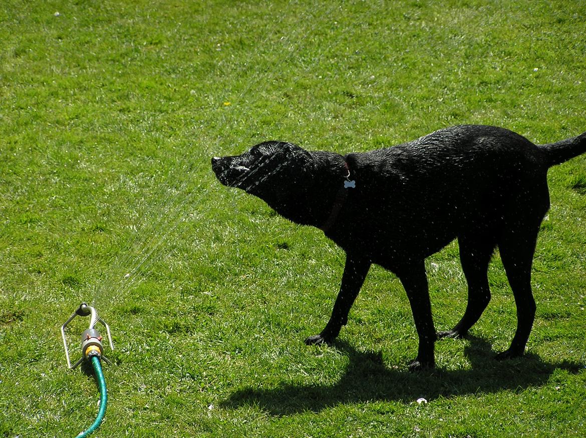 Labrador retriever Kala  billede 8