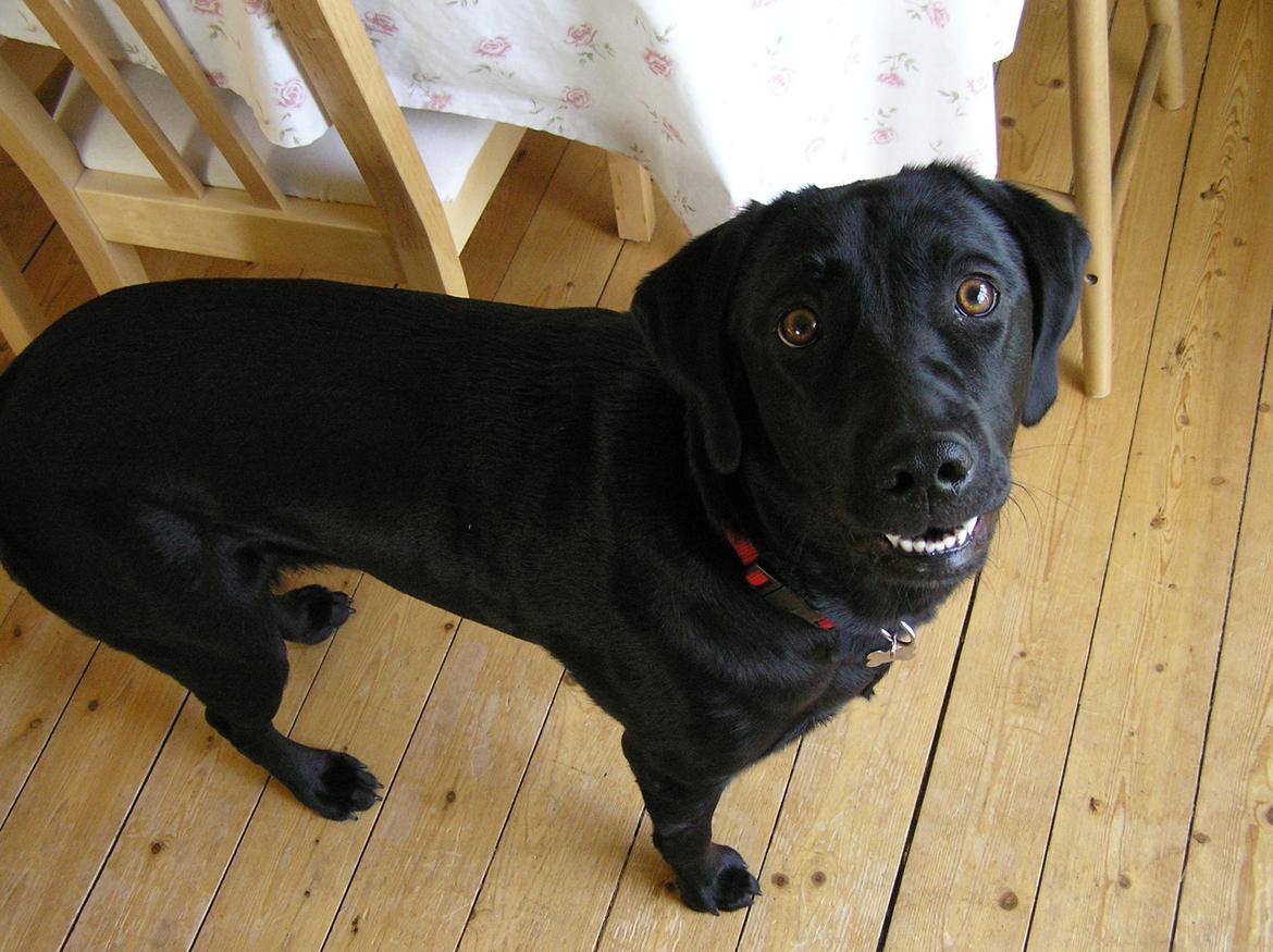 Labrador retriever Kala  billede 9